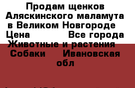 Продам щенков Аляскинского маламута в Великом Новгороде › Цена ­ 5 000 - Все города Животные и растения » Собаки   . Ивановская обл.